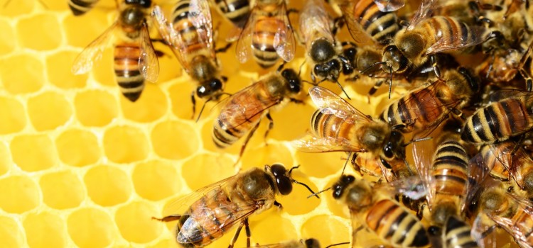 Conhecer e proteger abelhas através de “colmeias inteligentes” ou quando a tecnologia ajuda a natureza