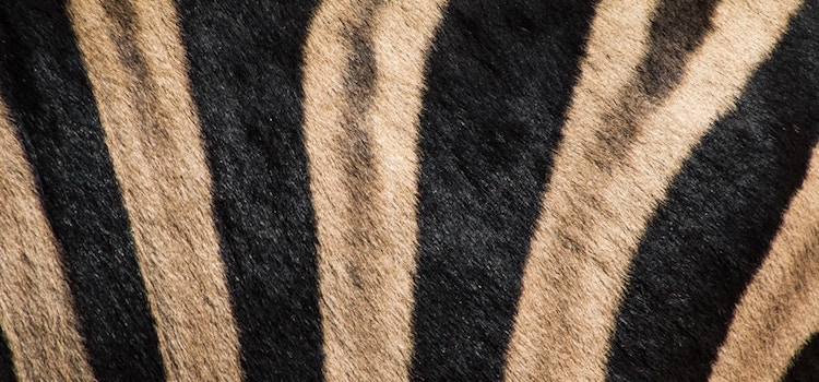 Unicórnios no Ocidente, Dragões na Ásia e Zebras em África