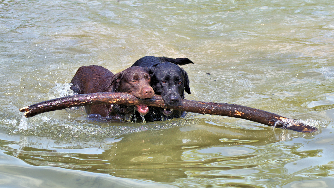 Vai haver um comprimido para fazer os cães viverem mais anos